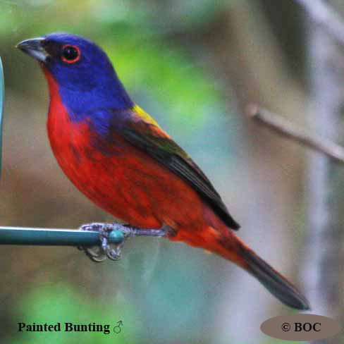Birds of Cuba