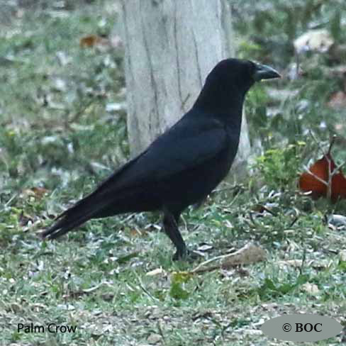 Birds of Cuba
