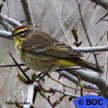 Palm Warbler