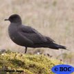 Parasitic Jaeger