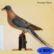 Passenger Pigeon (e)