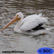 Pelicans