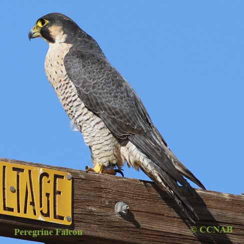 Peregrine Falcon