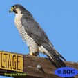 Peregrine Falcon