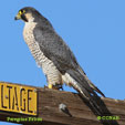 Peregrine Falcon