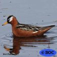 Phalaropes