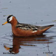 Phalaropes