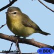 Philadelphia Vireo
