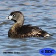 Pied-billed Grebe