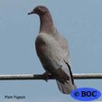 Pigeons