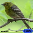 Pine Warbler