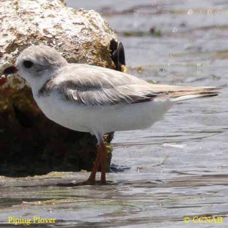 Piping Plover