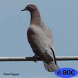 Plain Pigeon