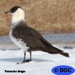 Pomarine Jaeger