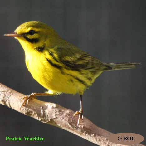 Birds of Cuba