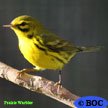 Prairie Warbler