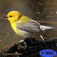 Prothonotary Warbler