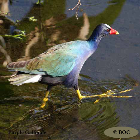 Birds of Cuba