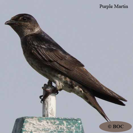 BOC