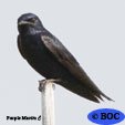 Purple Martin
