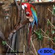 Red-and-green Macaw