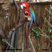 Red-and-green Macaw