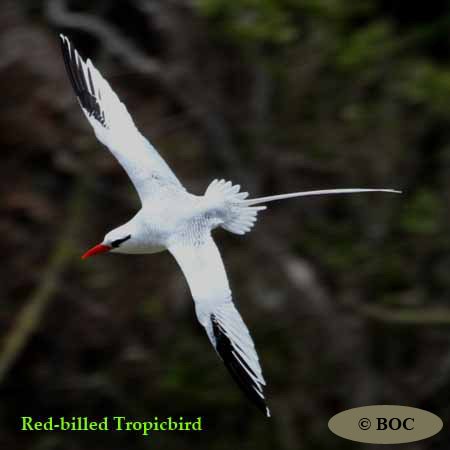Birds of Cuba