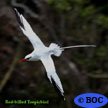 Red-billed Tropicbird