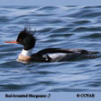 Red-breasted Merganser