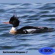 Red-breasted Merganser