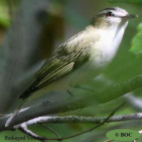 Birds of Cuba