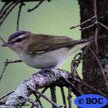 Red-eyed Vireo