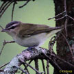 Red-eyed Vireo