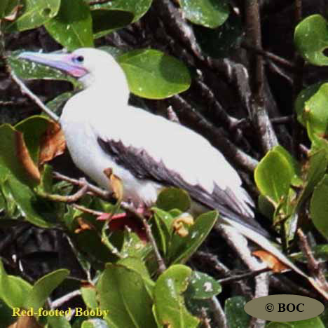 Birds of Cuba