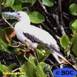 Red-footed Booby