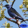 Red-legged Honeycreeper