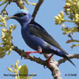 Honeycreeper