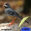 Red-legged Thrush