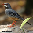 Red-legged Thrush