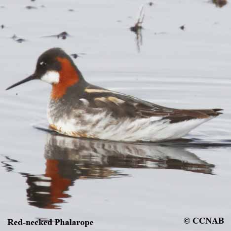 Birds of North America