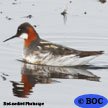Red-necked Phalarope