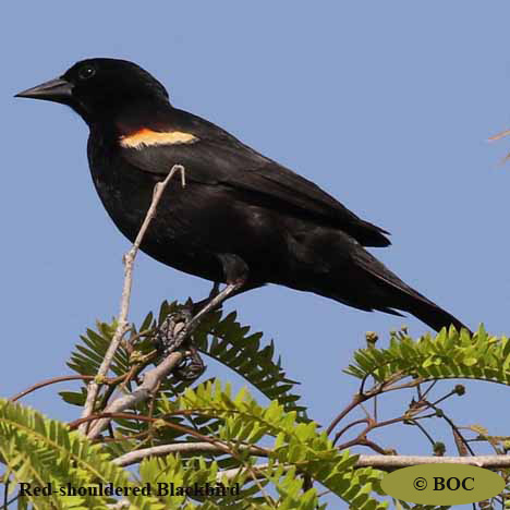 Birds of Cuba