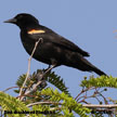 Red-shouldered Blackbird