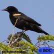 Red-shouldered Blackbird