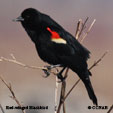 Cuban Red-winged Blackbird