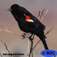 Red-winged Blackbird