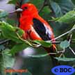 Red coloured Birds