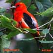 Red coloured Birds