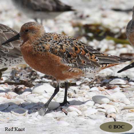 Birds of Cuba