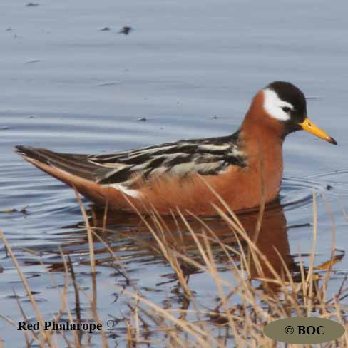 Birds of Cuba
